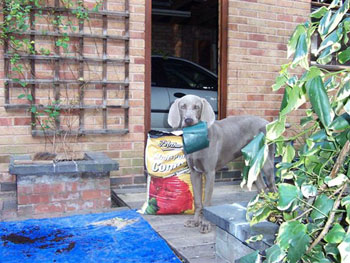 Dudley finds gardening very therapeutic!!