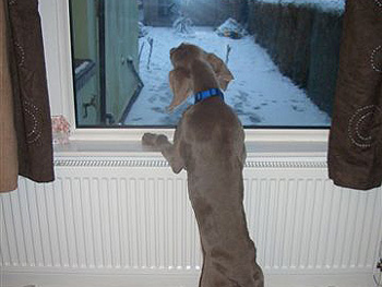 Freddie - it's been snowing, can I go out?